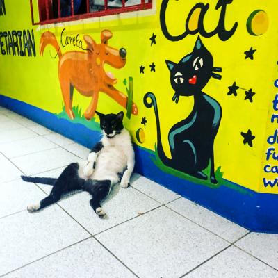 Cat Samara Costarica